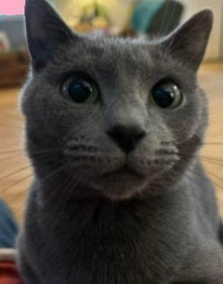 Belle Star Meeks | Forever Friends Pet Funeral Home and Crematory